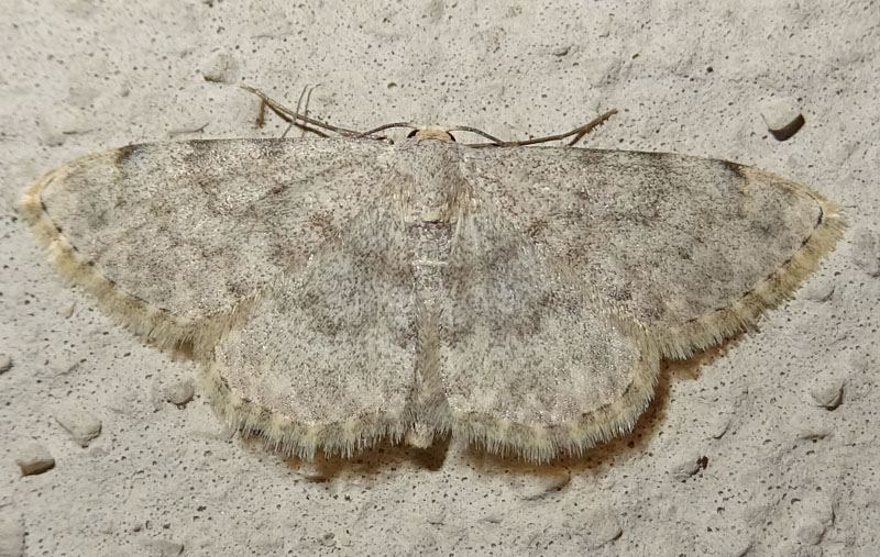 Scopula alba - Geometridae